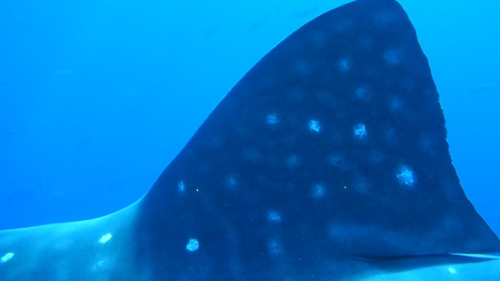 ff57a6ed-5e1e-468c-a613-e60dd92fe45b