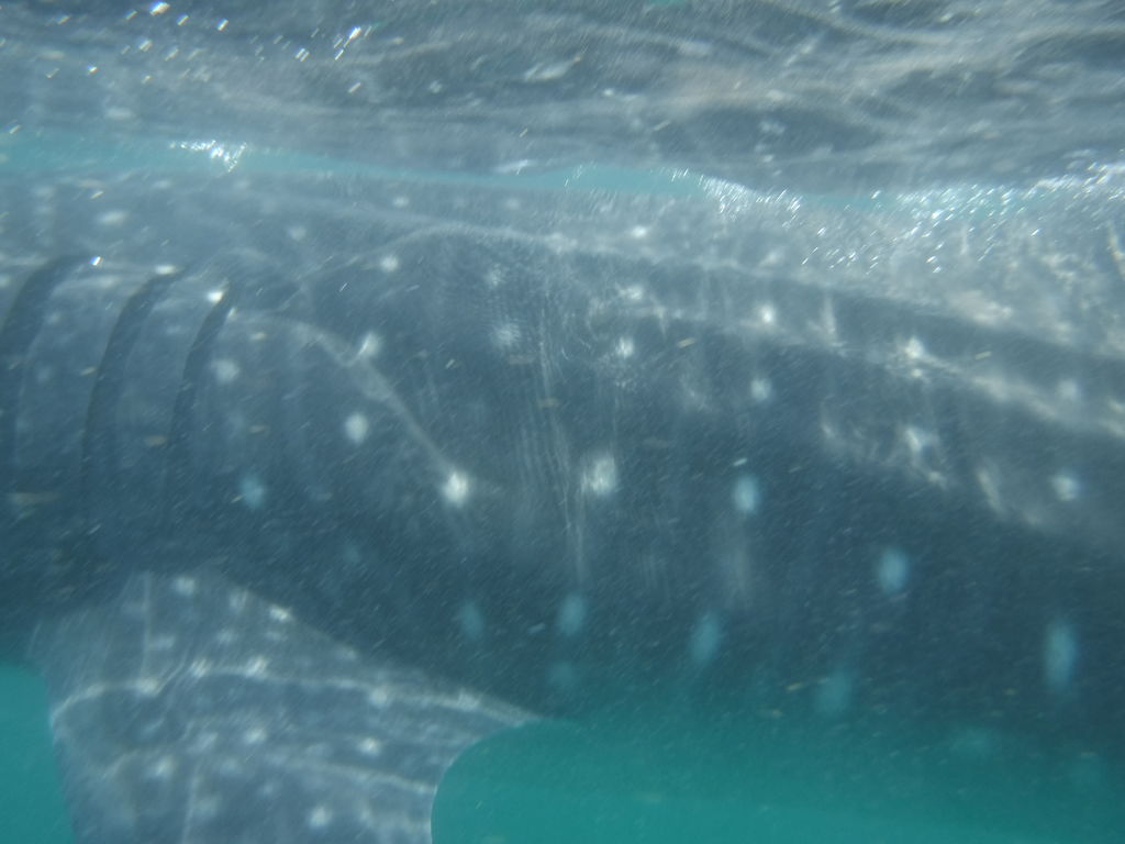 466ea853-cb12-40ba-9a49-ca69a455a692