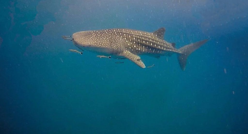 d2c52c6b-9e08-4c5f-b5b0-d5ef859b0240