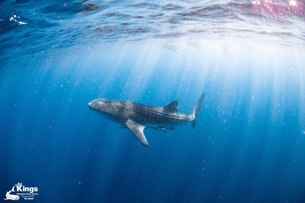 240c9f31-a91f-4f38-82c8-fb40633cb375