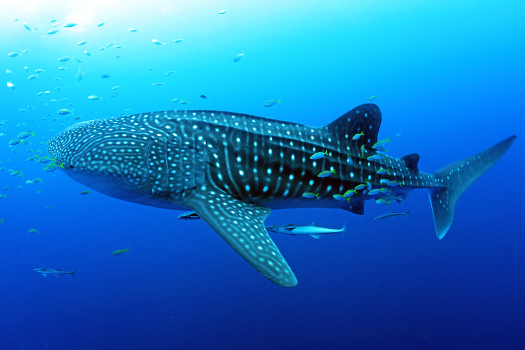 10c65b7f-d06d-4e3e-920c-7ad828a11cd4