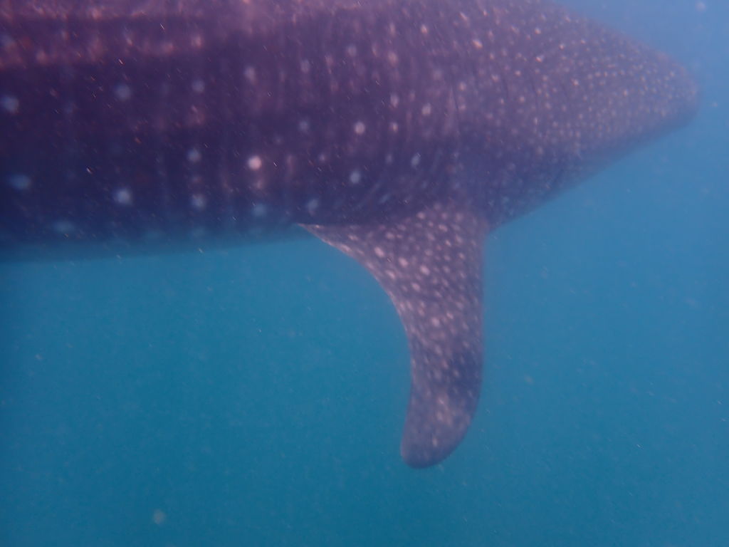 27ead0a8-d66e-41f0-b689-68542bb3db14