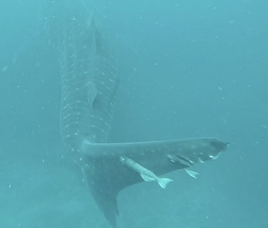 59866043-c97c-40a4-a9a6-a51e74759695