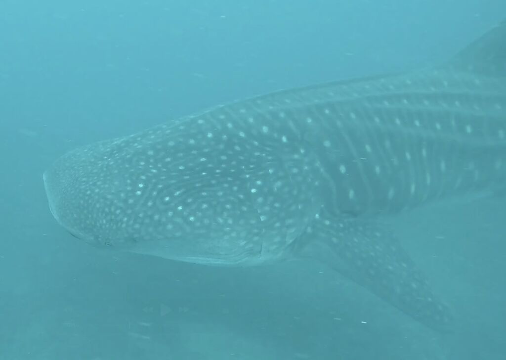 59866043-c97c-40a4-a9a6-a51e74759695