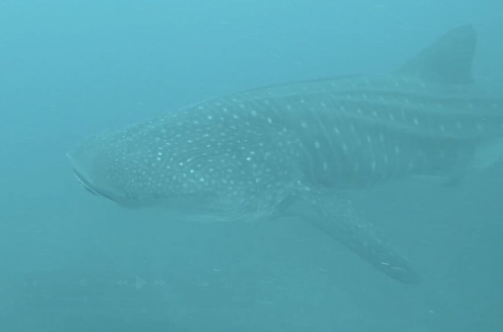 59866043-c97c-40a4-a9a6-a51e74759695