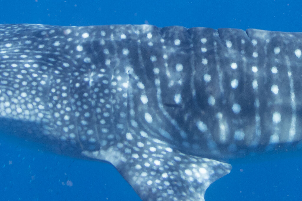 212cb913-47c7-4181-8945-054d8ab3c352