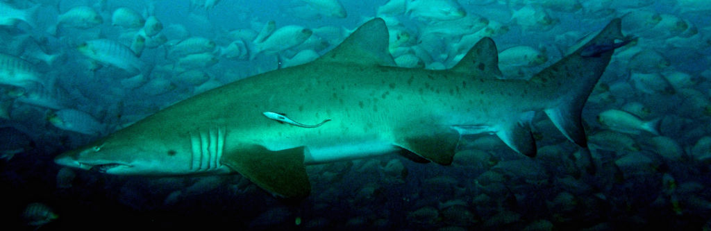 c6d18f4a-726d-4eda-855d-7944fdcec7c8