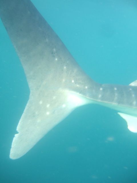 d273c4ca-c539-46fa-ad02-61af54aa3a71