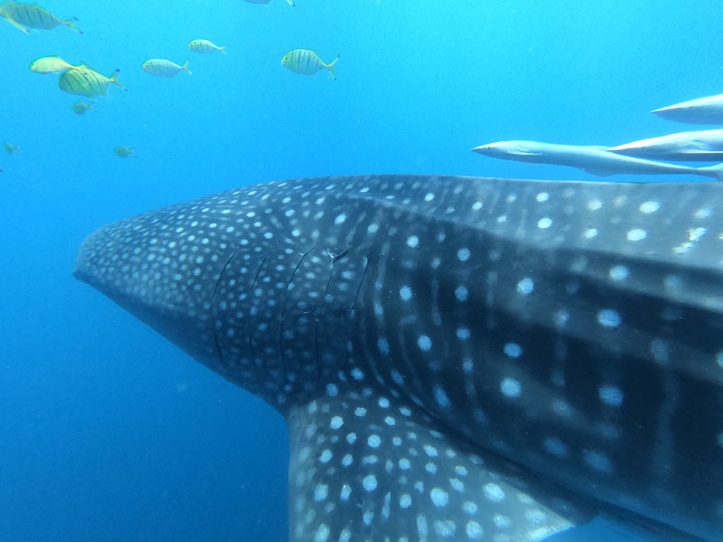 8426ba06-c7ac-441f-88c1-e220bf17082d