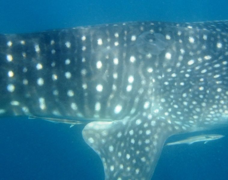 ef4ba4f6-da9b-4930-bcba-5e51b7c543bc