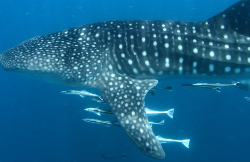 ef4ba4f6-da9b-4930-bcba-5e51b7c543bc