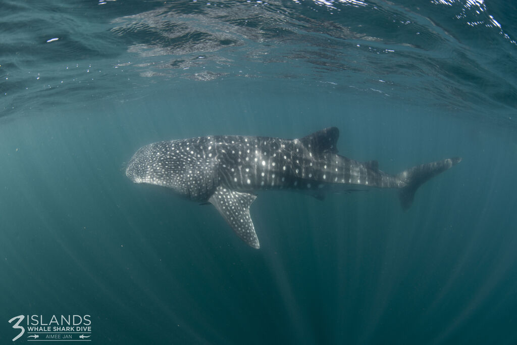 f1571a2a-8536-46dc-8b7d-177c9c35ac70