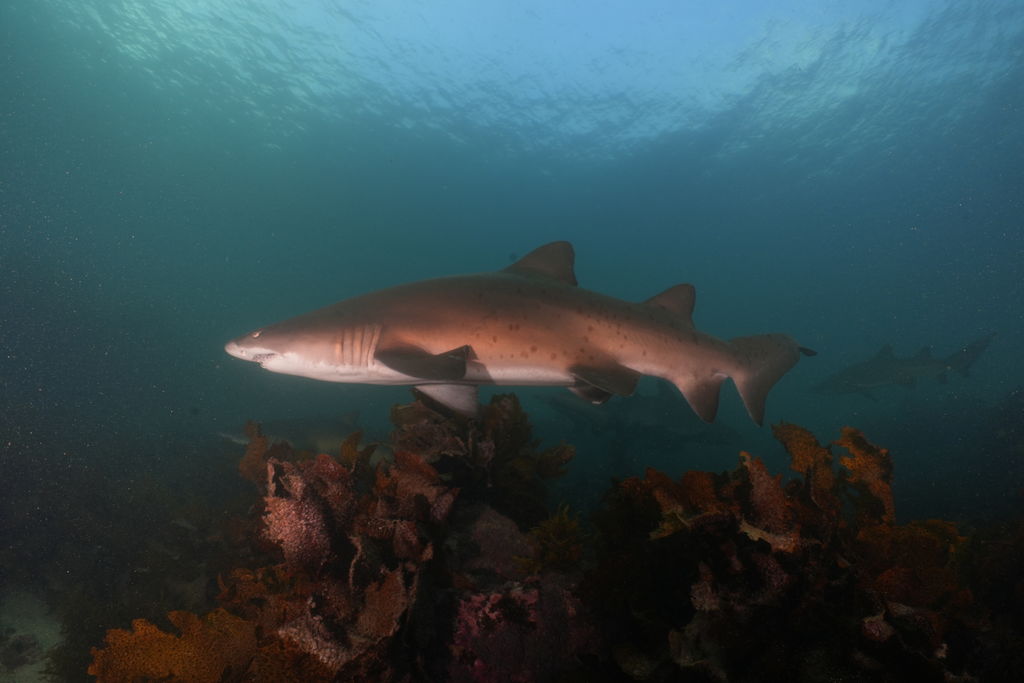 b1299b1c-9b0e-4a8f-9931-b3862854625d