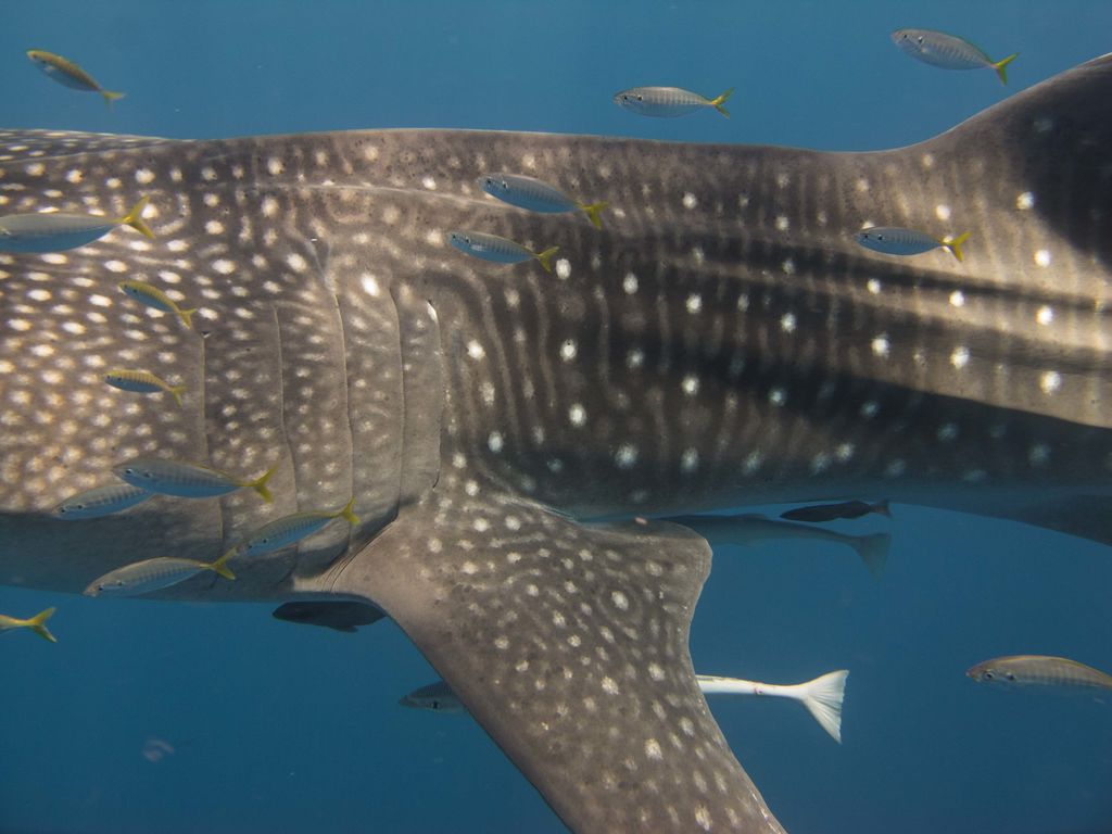 03c1c2b3-35ff-4d0f-a05e-582509c8eddb