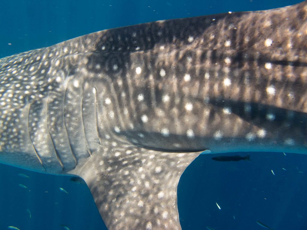 03c1c2b3-35ff-4d0f-a05e-582509c8eddb