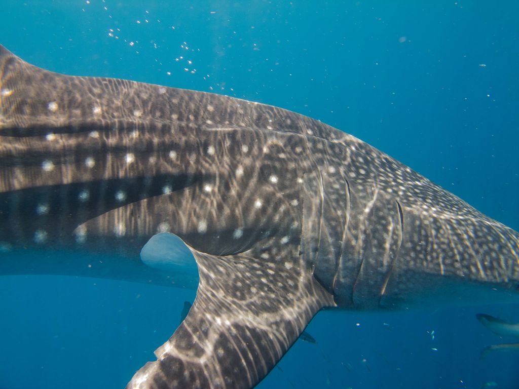 03c1c2b3-35ff-4d0f-a05e-582509c8eddb