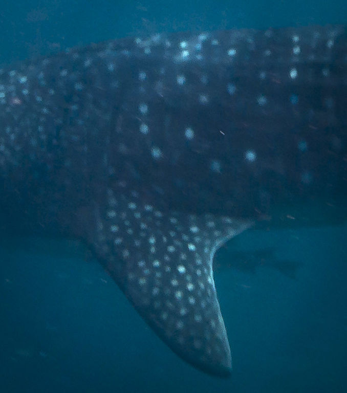 1354f61f-efc0-4fcf-ae20-6b00f677622c