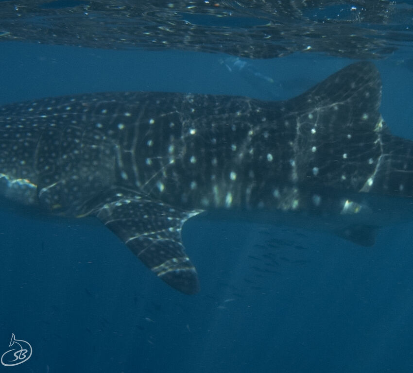 799de91a-cc2b-49bb-ac21-26a27594dccc