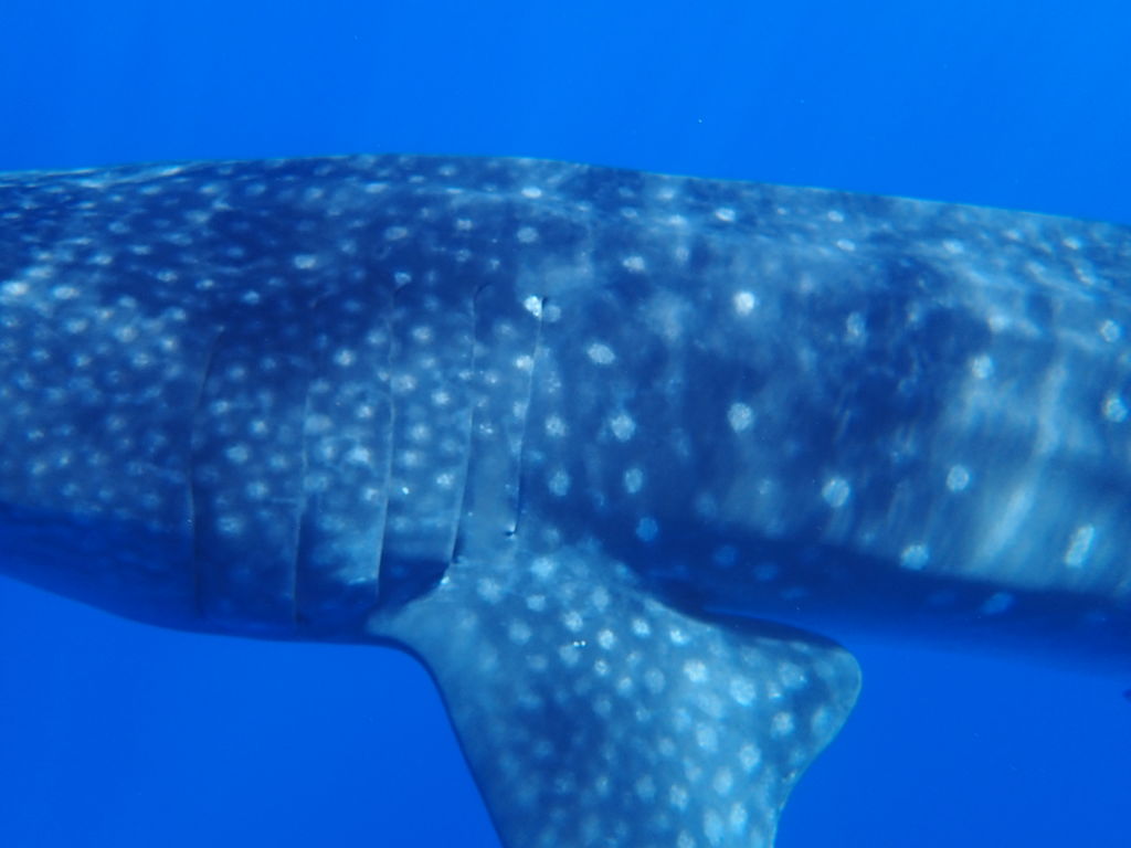 acfdd706-caaf-4d19-97dc-3421ab99ef5b