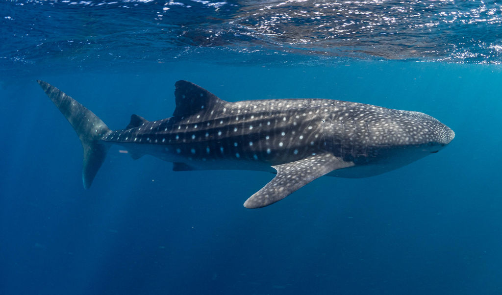 48e12763-c1fd-4bc1-98b1-470520a8c2a2