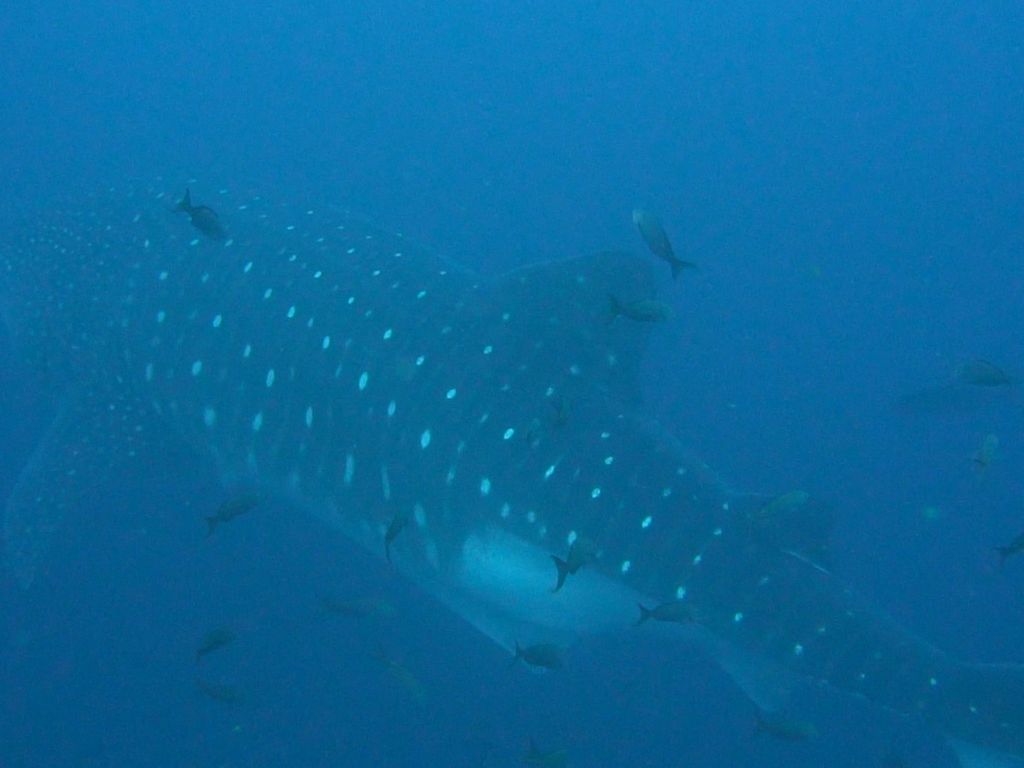 76185e7e-5f47-4916-b97d-2c9a978e1815