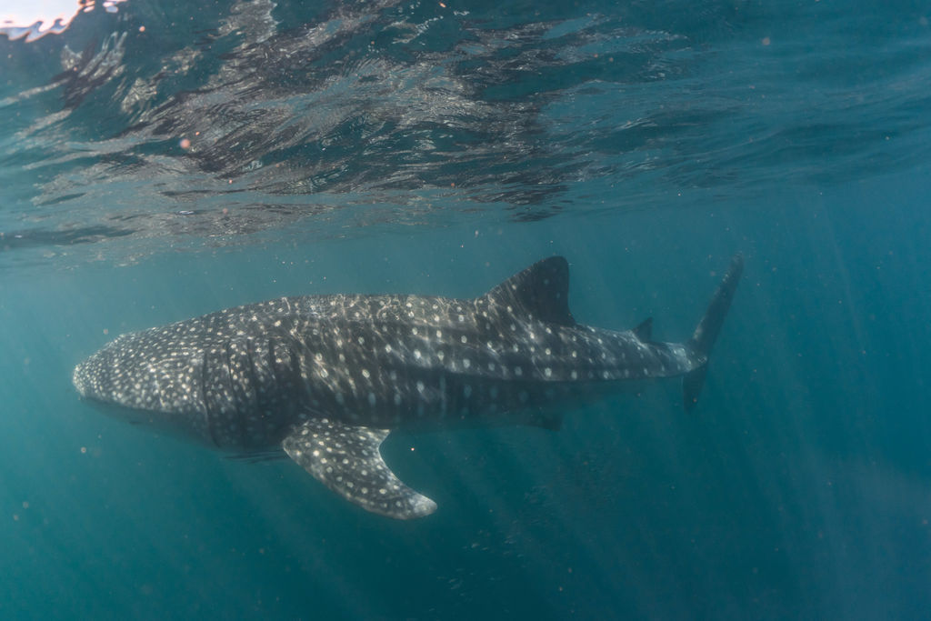 f29be596-052b-4467-93d4-974586a74267