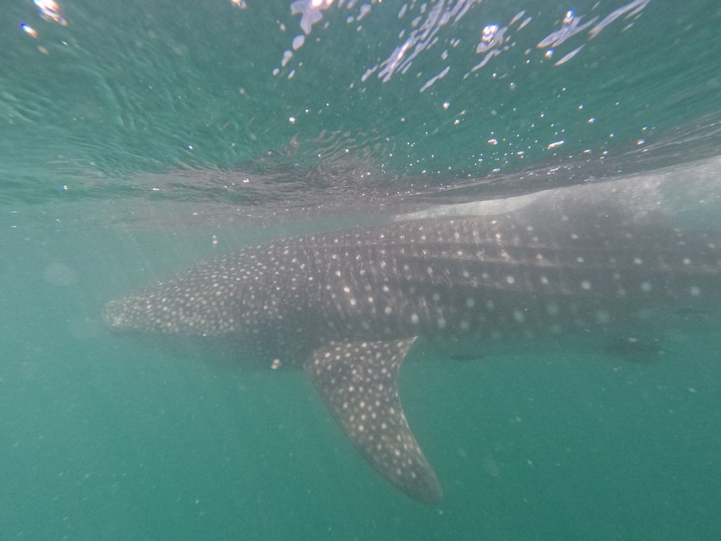 823bed3b-fd16-4bc4-a702-81d87e3bf7ab