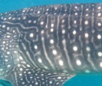 ebe18e84-2146-4ed8-8d22-e63bf77a13d0