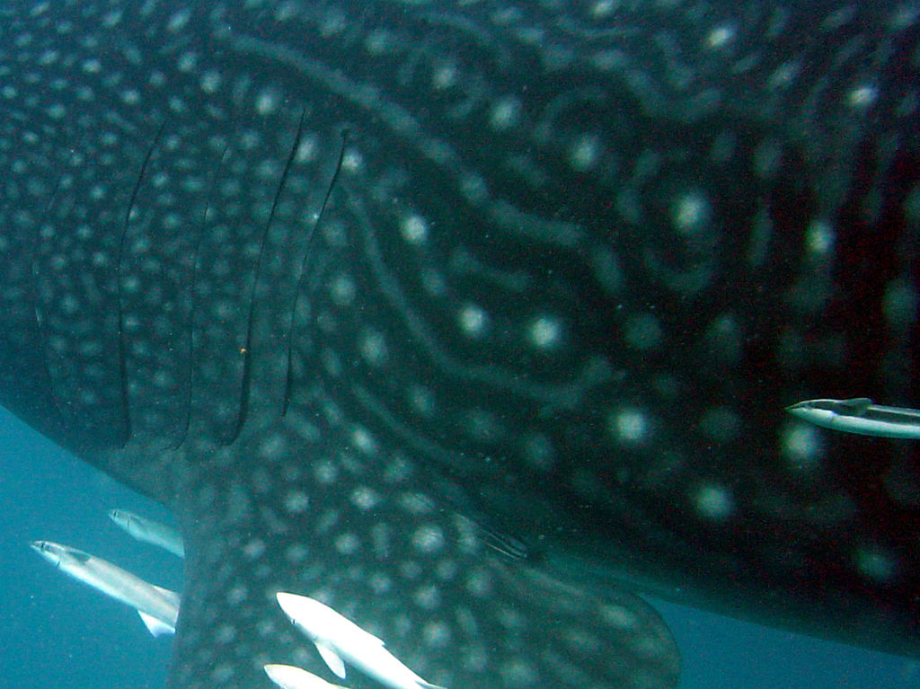 a9a9c5ed-2528-4398-bb0f-73d448d2d909