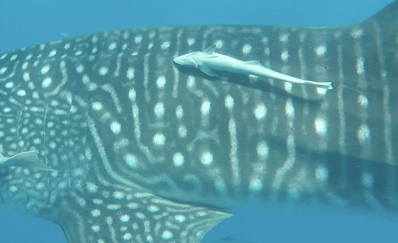 b8909867-f8c0-4d51-bbac-b4a9849f4746