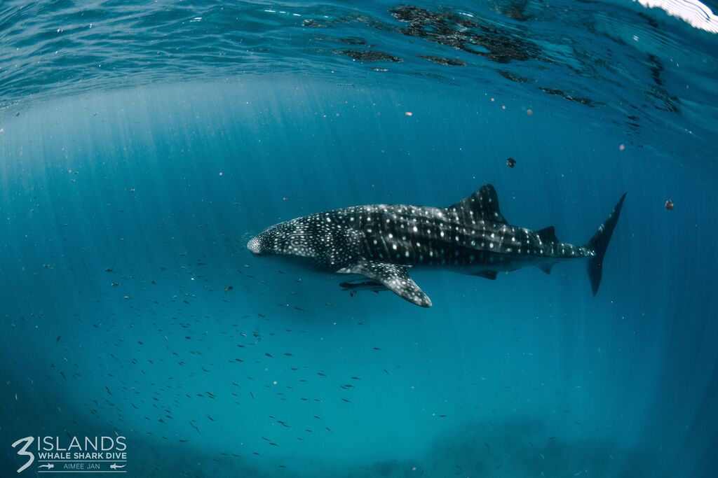 ba5e7397-d4fb-4c29-bd36-79d97bc7483d