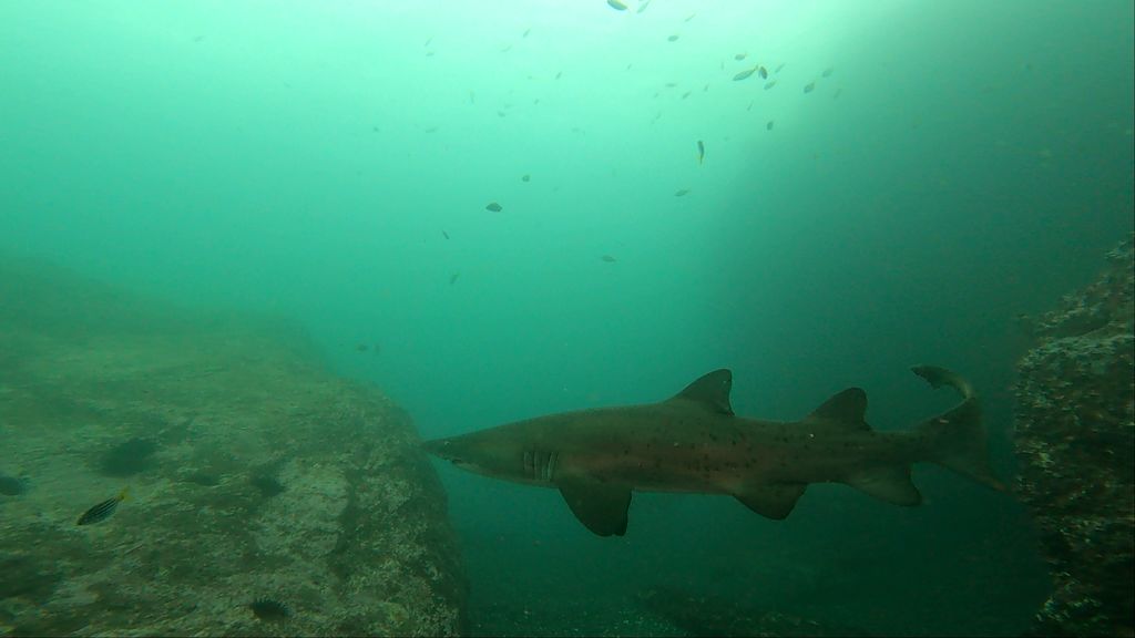 ec3d3636-cee4-4c1a-b366-dda0b8f3b512