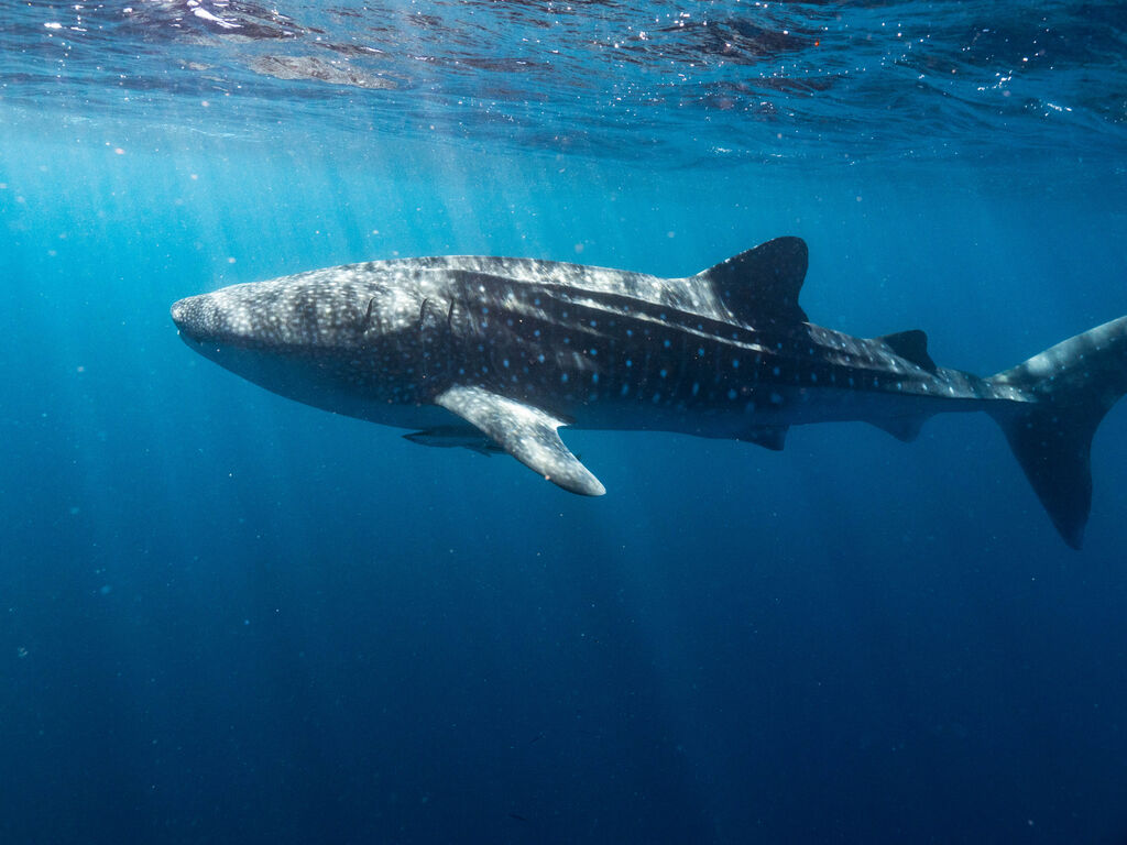 118a3632-1fde-47e6-b9d2-859e1f9b9d8d