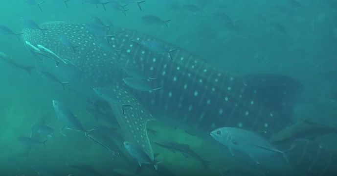 ed150060-c5ed-45b1-86b0-26cc3f75f947