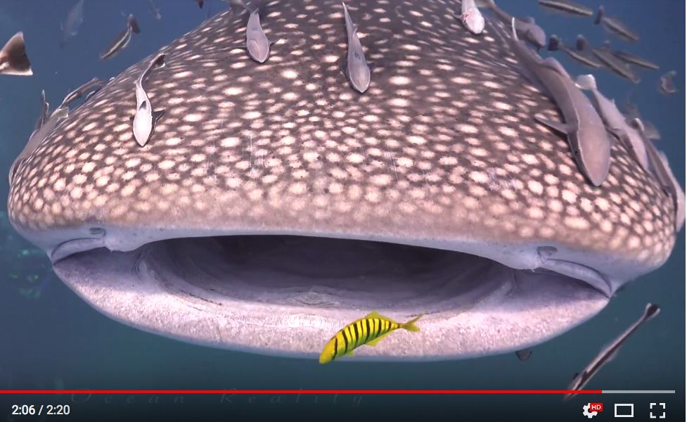 ed150060-c5ed-45b1-86b0-26cc3f75f947