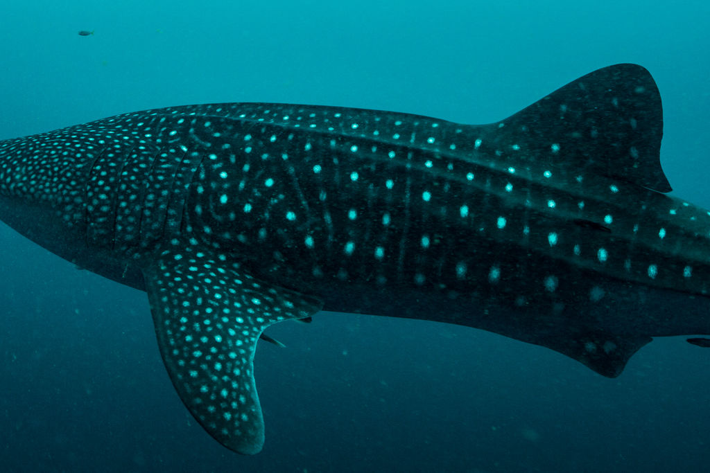 f0443a09-bfe0-4fee-9cfd-b9661eb88360