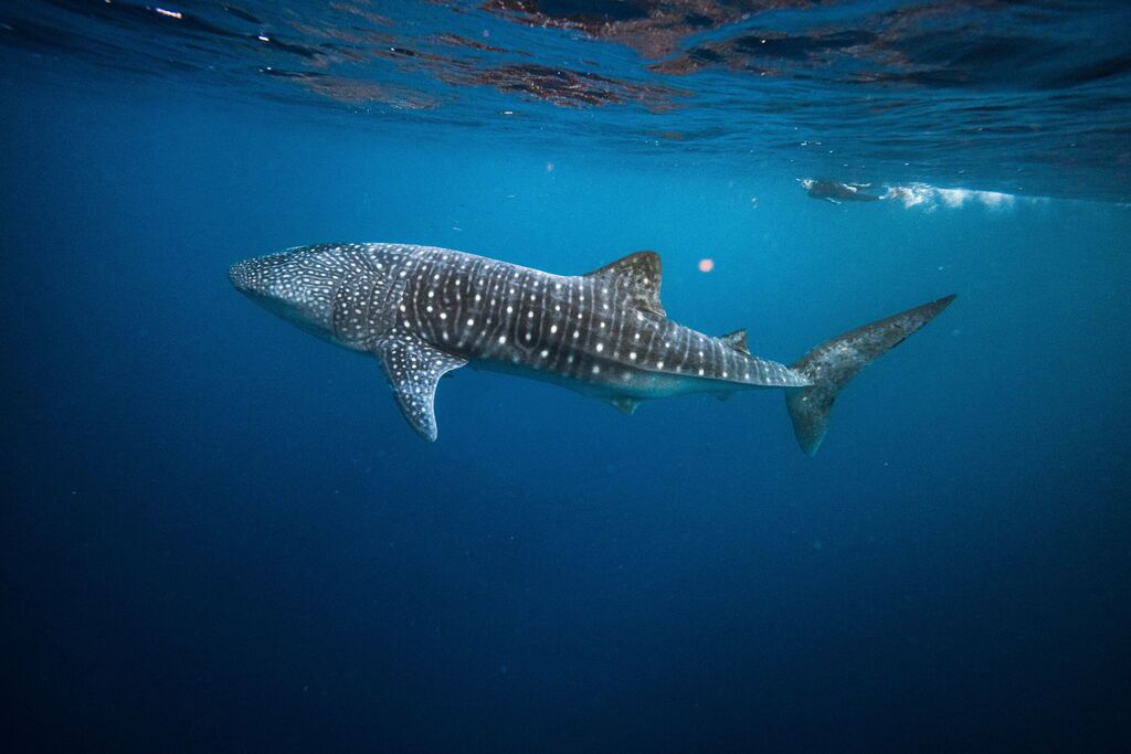 fcf6dd2d-ae46-4c20-9dfa-9f1b9f83f6a4