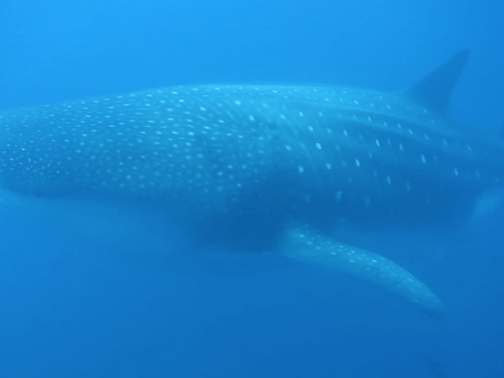 4898dcef-d873-4b53-becc-dfcc1607f191