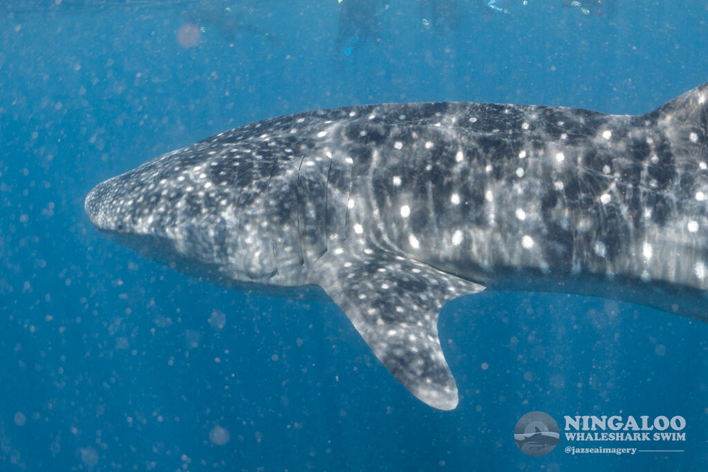 863616e6-2521-4e14-9cc5-559b7d1873bb