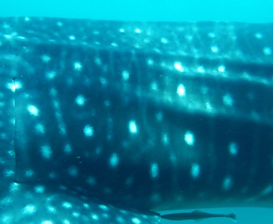 ce895e95-1d67-4978-9ed6-6c8c8db483f9