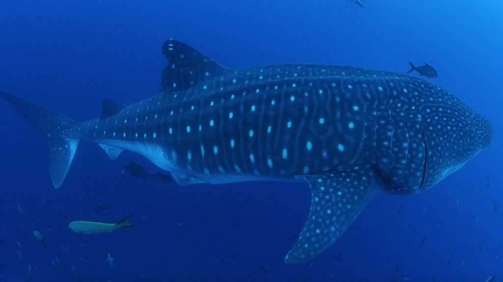 4772eb03-9aca-422b-83c8-66588c131f3d