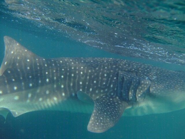 4bc4f798-8ae0-462d-9705-8d1f57e53514