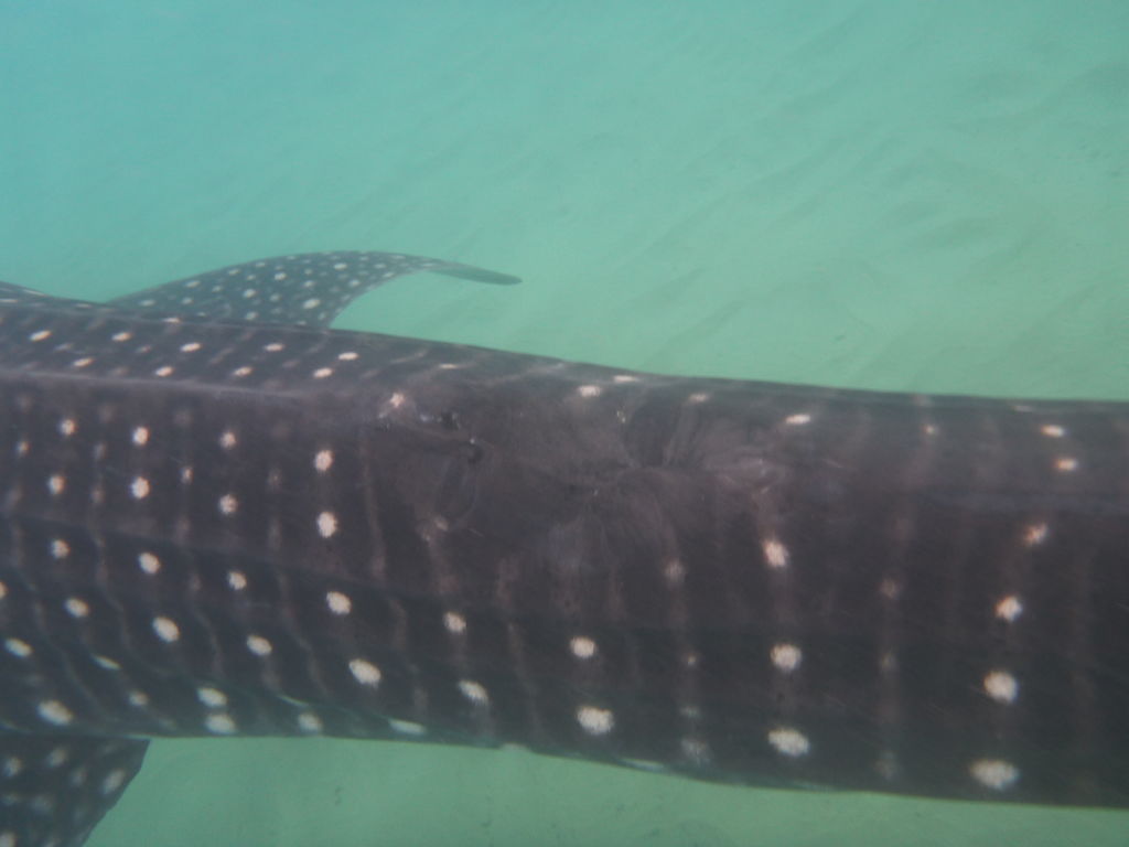 c56d13d1-ff31-46f6-9cbb-a1b705021e61