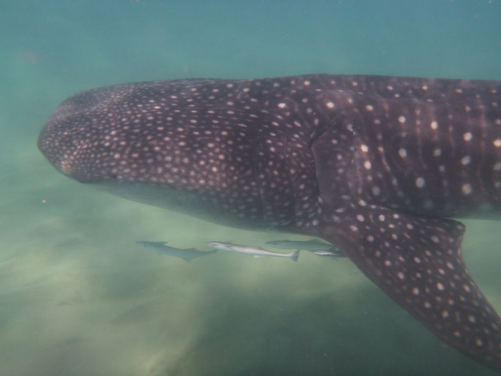 c56d13d1-ff31-46f6-9cbb-a1b705021e61