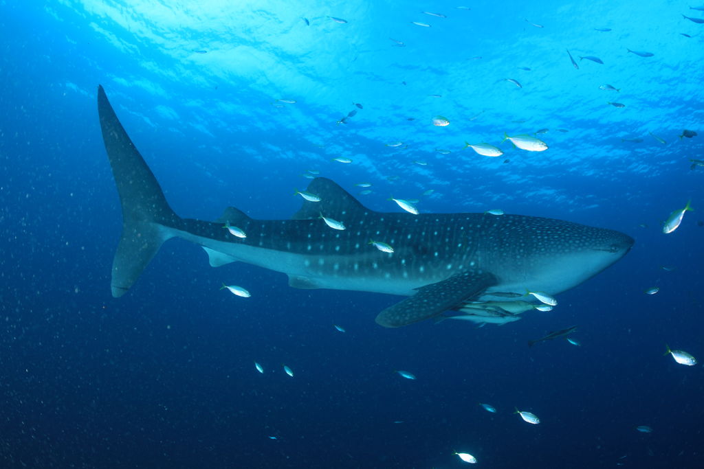 185450f6-4b3e-49c2-bfee-5e9440ca0cdf