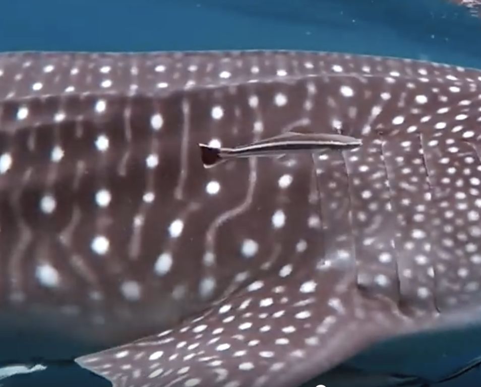 7515cbc4-1d0c-4bcb-a01a-823d374f9dcb