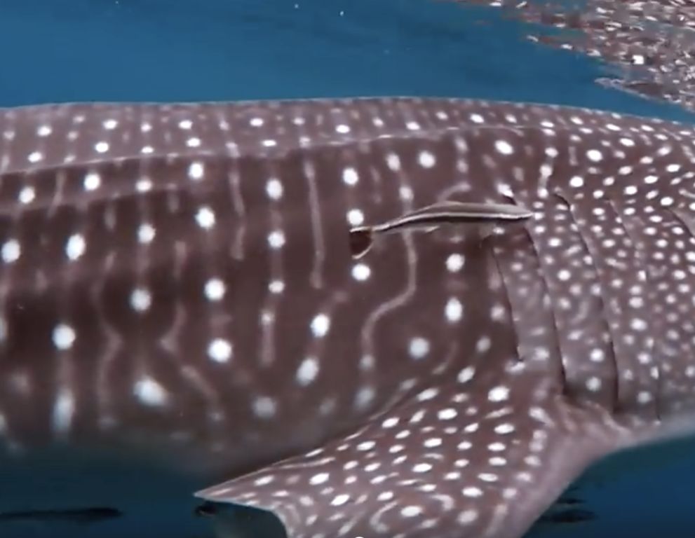 7515cbc4-1d0c-4bcb-a01a-823d374f9dcb