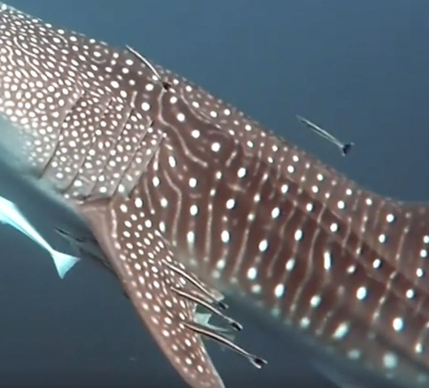 7515cbc4-1d0c-4bcb-a01a-823d374f9dcb