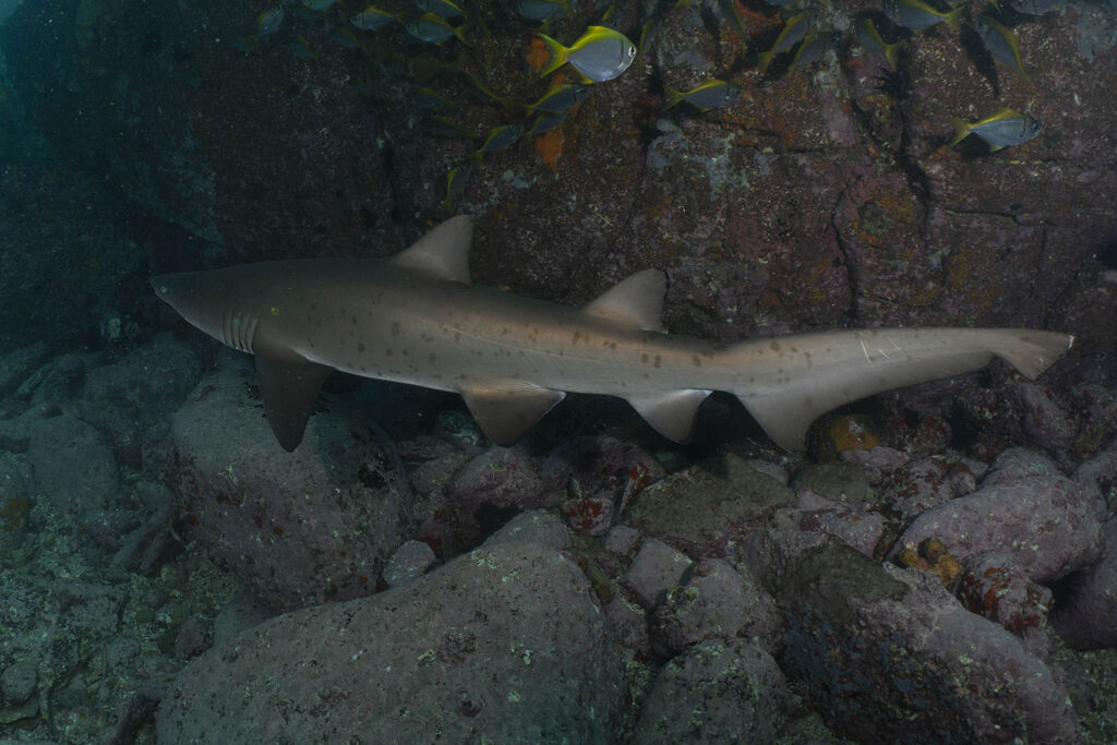 5c4e2987-4485-496a-898d-0bab21c6b8f5