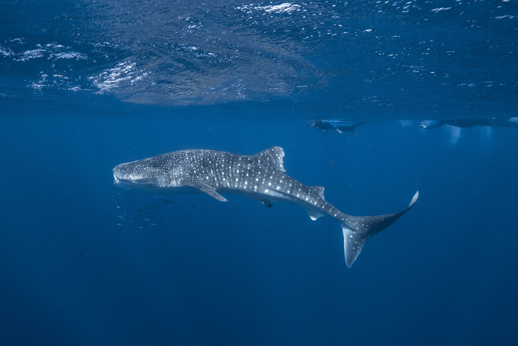 954dcec5-ebec-4ba9-911a-003b1a13a2a0